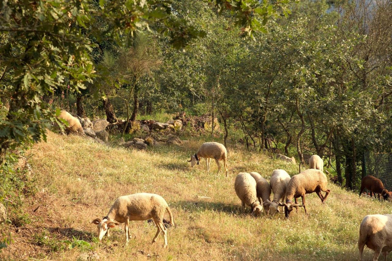Quinta De S. Cipriano Villa Resende Bagian luar foto